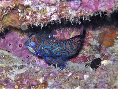 Synchiropus splendidus