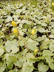 Ficaria verna