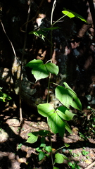 Dioscorea dregeana