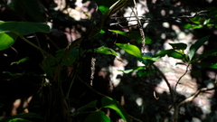 Dioscorea dregeana