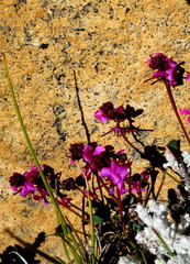 Indigofera sp3
