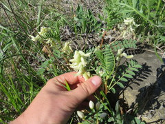 Astragalus crassicarpus trichocalyx