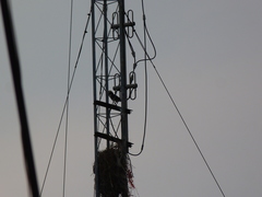 Gracupica nigricollis