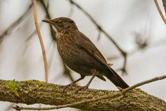 Turdus merula