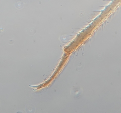 Acyrthosiphon lactucae