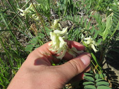 Astragalus crassicarpus trichocalyx