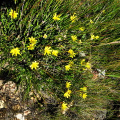 Osteospermum asperulum