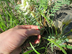 Astragalus crassicarpus trichocalyx