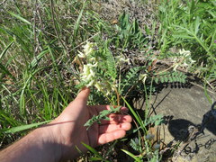 Astragalus crassicarpus trichocalyx