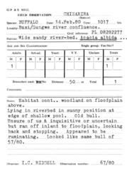 Syncerus caffer caffer