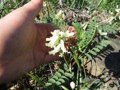 Astragalus crassicarpus trichocalyx
