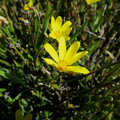 Osteospermum asperulum