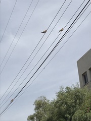 Streptopelia senegalensis