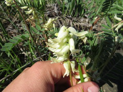 Astragalus crassicarpus trichocalyx