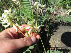 Astragalus crassicarpus trichocalyx
