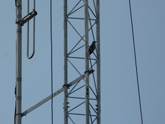 Cacomantis merulinus