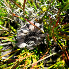 Protea montana