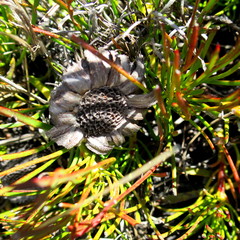 Protea montana