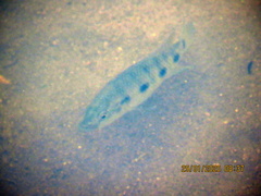 Hemichromis elongatus