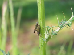 Lixus filiformis