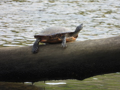 Pseudemys rubriventris