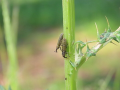 Lixus filiformis