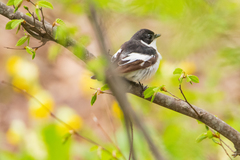 Ficedula semitorquata