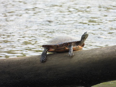 Pseudemys rubriventris