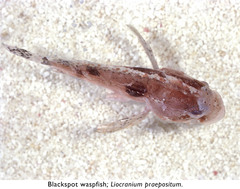 Blackspot Waspfish photo 2
