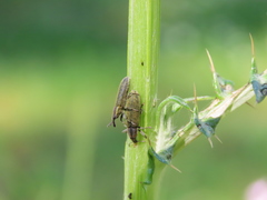 Lixus filiformis