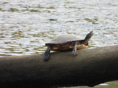 Pseudemys rubriventris