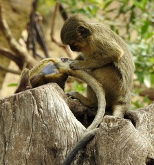 Miopithecus ogouensis