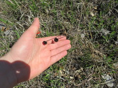 Rudbeckia missouriensis