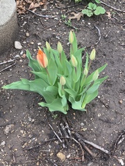 Tulipa