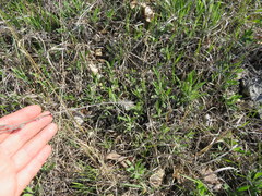 Rudbeckia missouriensis