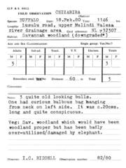 Syncerus caffer caffer