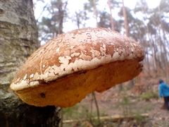 Fomitopsis betulina