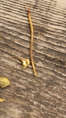 Dicellophilus limatus