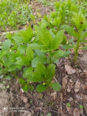 Scopolia carniolica