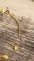 Dicellophilus limatus