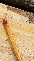 Dicellophilus limatus