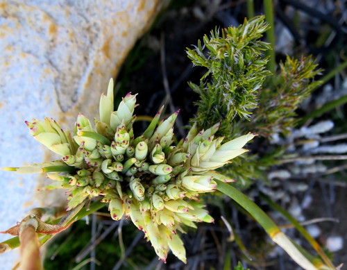 Image of Thamnochortus rigidus by no rights reserved