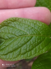 Scopolia carniolica