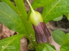 Scopolia carniolica