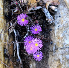 Lampranthus swartbergensis