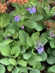 Mertensia virginica