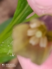 Scopolia carniolica