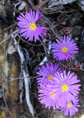 Lampranthus swartbergensis