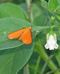 Eudulophasia invaria