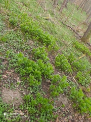 Scopolia carniolica